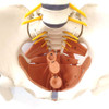 Flexible Spine with Pelvic Floor Muscles