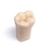 Preprepared Tooth - 3.6 (#19) M/O/D Prep - LL66L