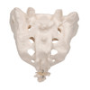 Sacrum with Coccyx model