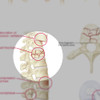 Anatomy and Injuries of the Spine Chart - detail