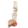 Flexible Foot Skeleton with ankle