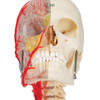 BONElike Human Skull Model, Half Transparent & Half Bony- Complete with Brain and Vertebrae | 3B Scientific A283