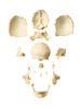 Artificial Bauchene Skull of an Adult | Somso Qs 9/1