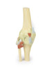 Knee Joint extended - 3D Printed Cadaver