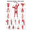 Muscular System Set - Deep Layers, Frontal  and Back View