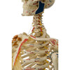 Rudiger Super Skeleton with Hand and Foot Ligaments