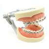 28 Tooth Orthodontic Typodont model