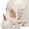 22-part Disarticulated Skull, Natural Bone Colour | 3B Scientific A290