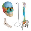 Osteopathic Bundle with Didactic Skull, Didactic Flexible Spine and Femur Heads