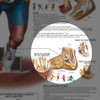 Blessures Sportives chart - Detail