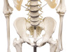 Physiological skeleton for realistic movement