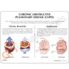 COPD - Bronchus - Aveoli