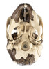 Reconstruction of a Skull of Homo rudolfensis | Somso S8