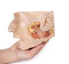 Parotid Gland and Facial Nerve dissection 3D Replica MP1112 | Erler-Zimmer | Candent 4