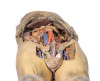 Abdomen with bilateral Hernias 3D Replica MP1130 | Erler-Zimmer | Candent 3