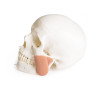 Skull model for dentistry with TMJ syndrome, 8 parts