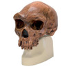 Replica Homo rhodesiensis Skull (Broken Hill, Woodward, 1921)