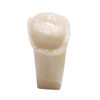 A21AN-7 Precut Tooth