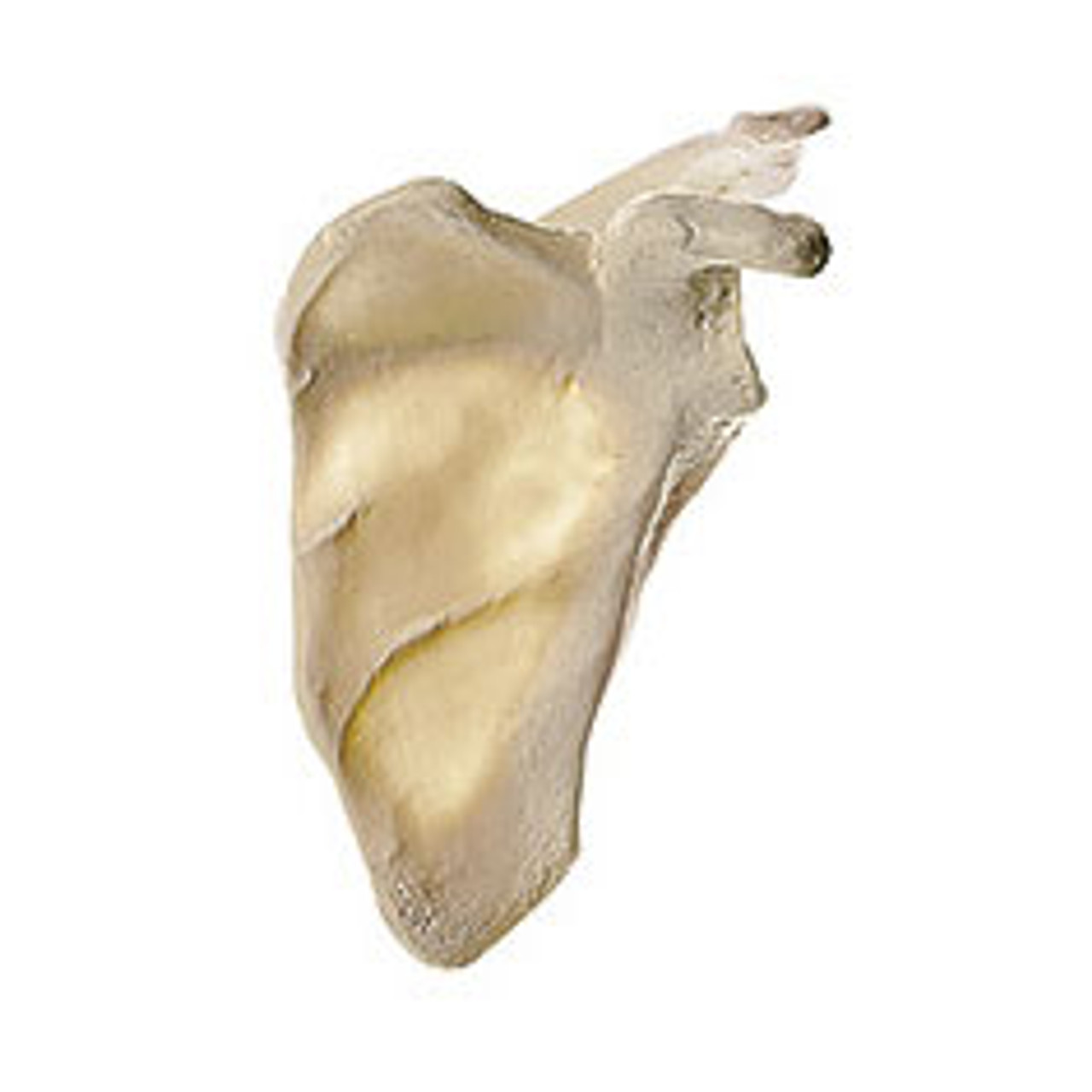 Scapula Anatomy