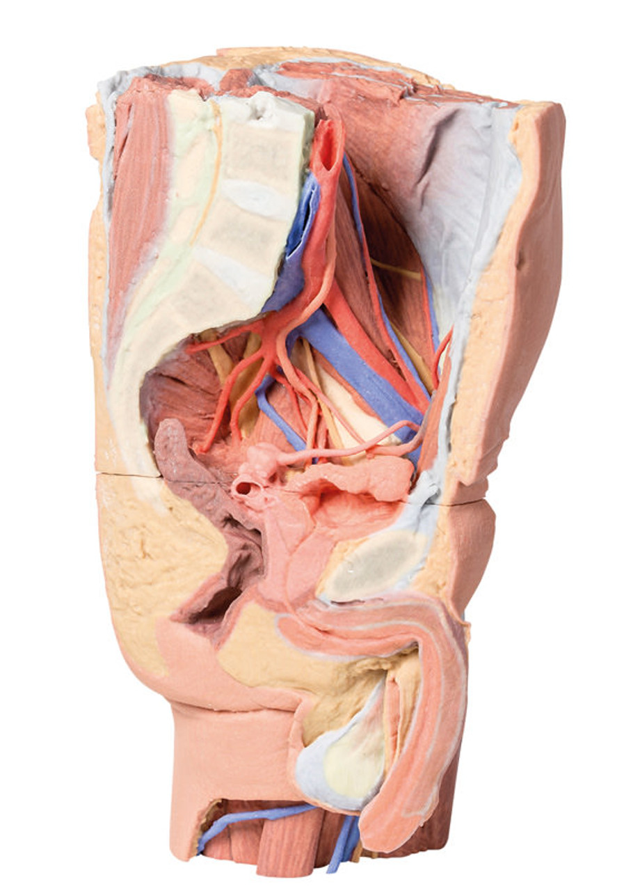 The anatomy of the pelvis a Ventral view of the pelvic region