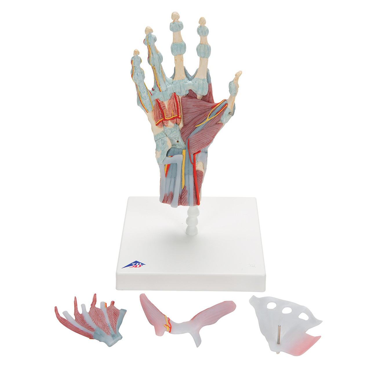 Axis Scientific Female Pelvis Model with Muscles Pelvic Floor, Ligaments,  and Nerves Anatomy Model