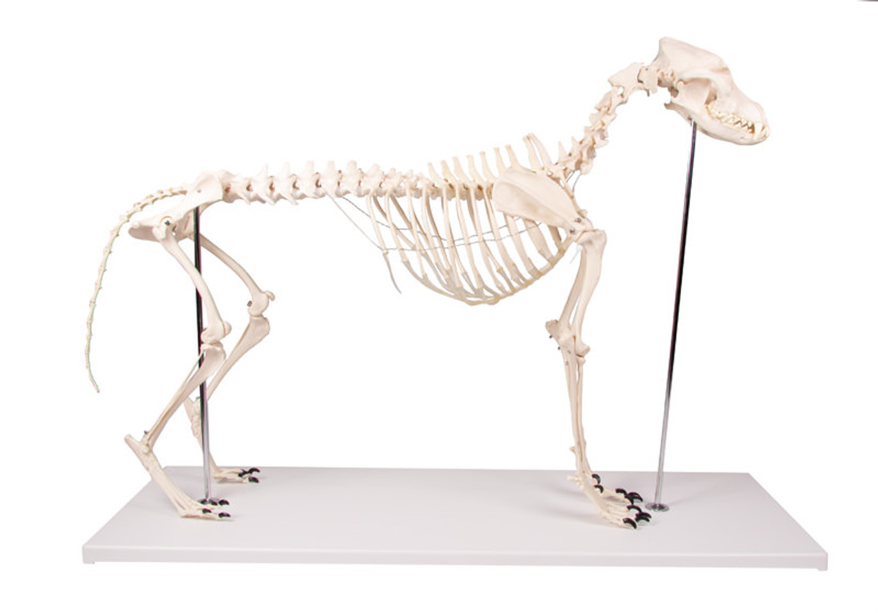 Dog Skeleton, Life Size