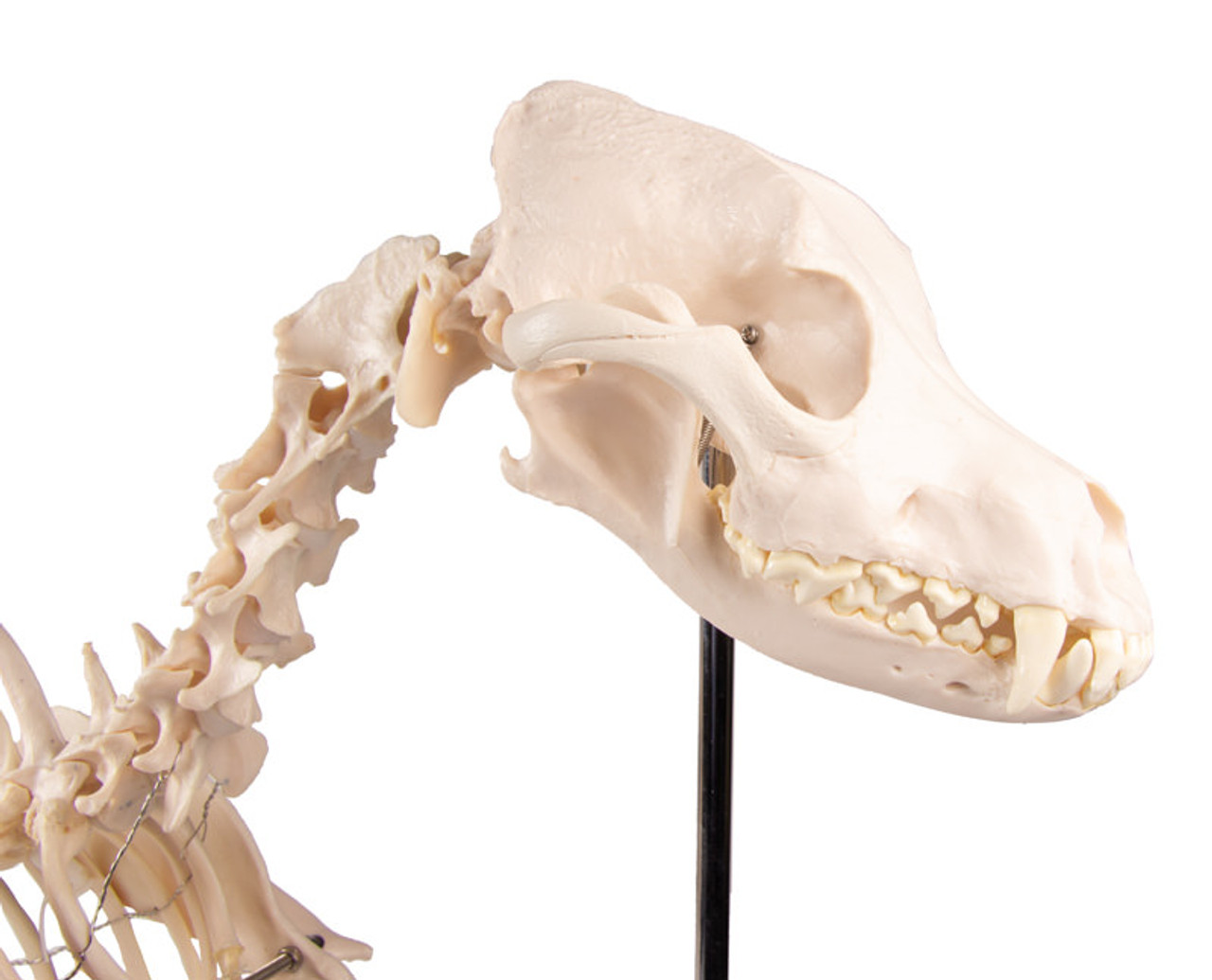 Dog Skeleton, Life Size