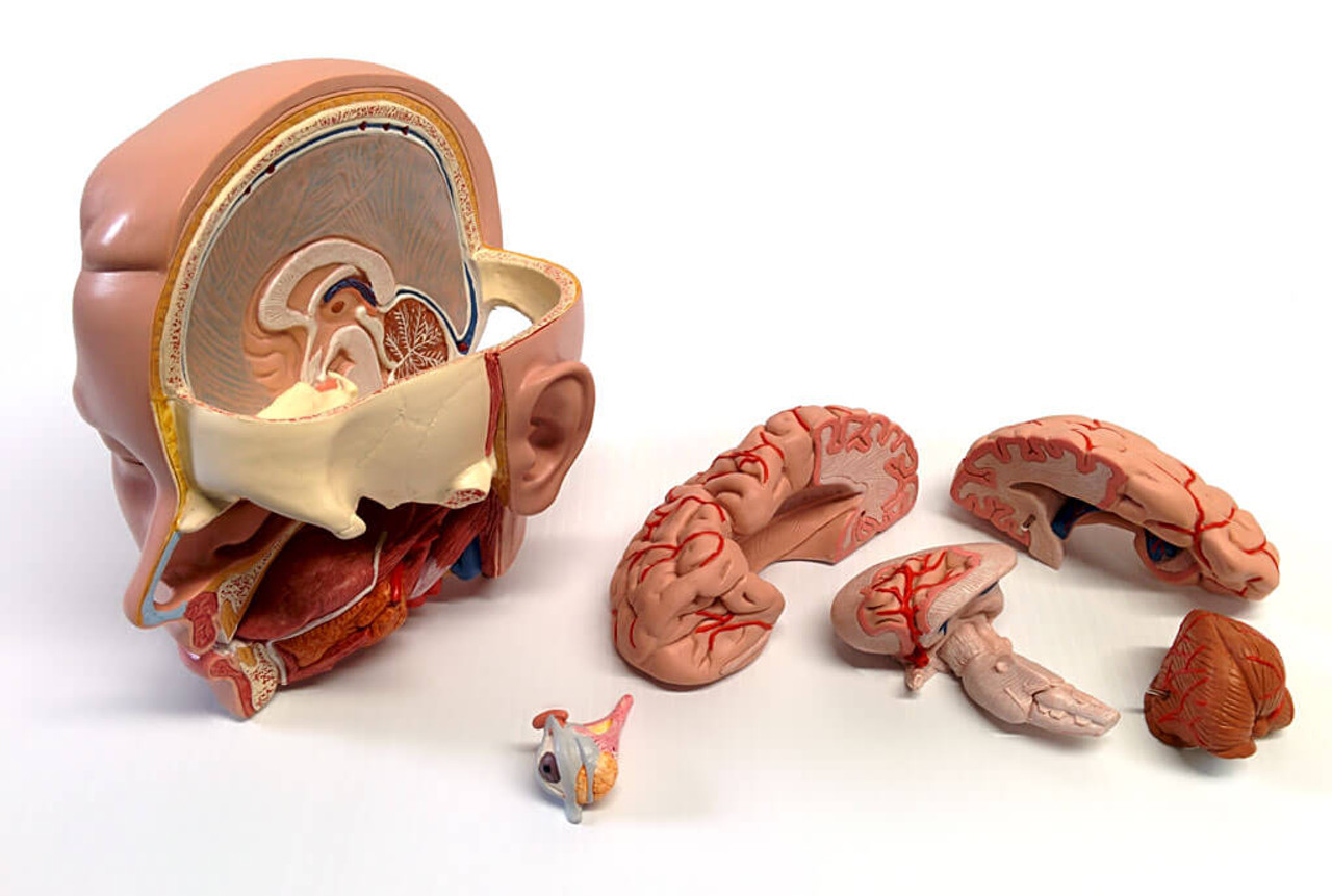 Adult Articulated Human Torso With Spina Bifida Occulta – 6 Brains