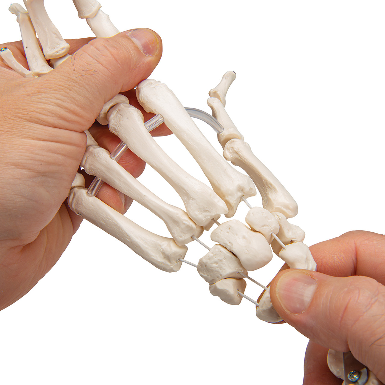 Кости в запястье руки. Кисть руки скелет. Левая кисть руки скелет. Человеческая кисть скелет. Кисть скелета модель.
