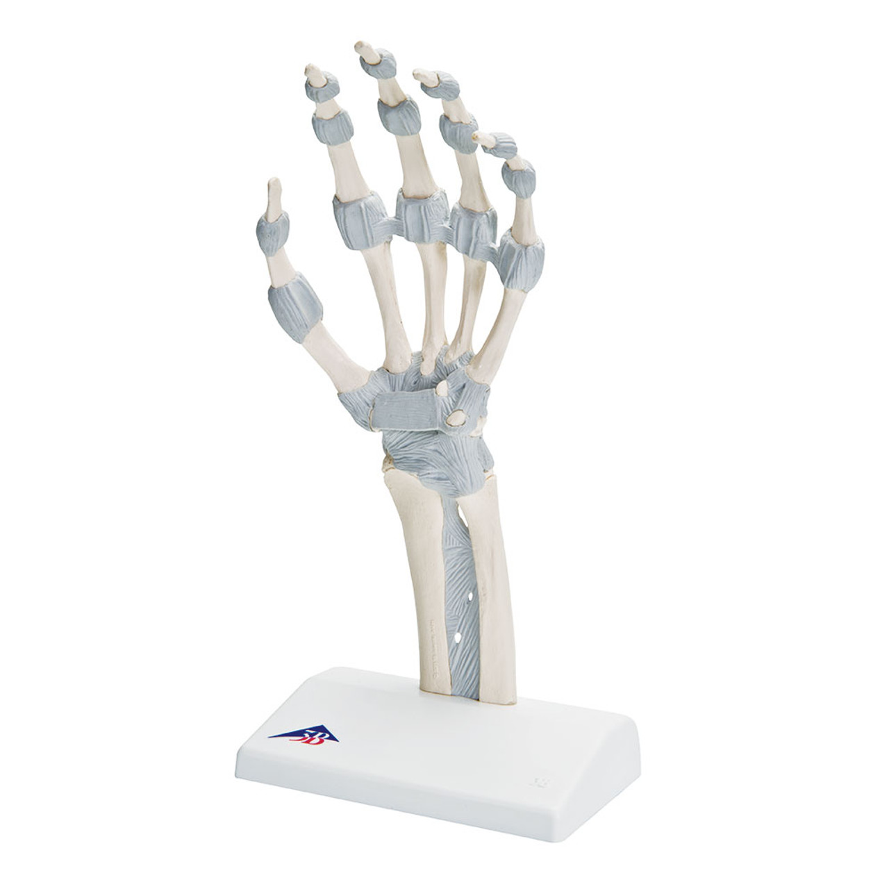 Plastic Skeleton Hands, Corrosion Resistance Human Hand Skeleton Model High  Hardness Multifunctional For Teaching Tool For Bracket For Home Decoration  