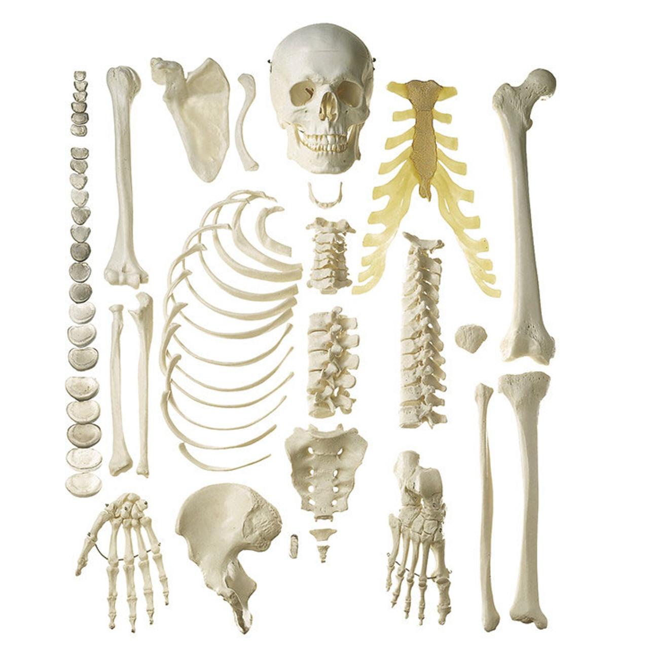 Bones model. Человеческие кости. Скелет. Скелет человека.