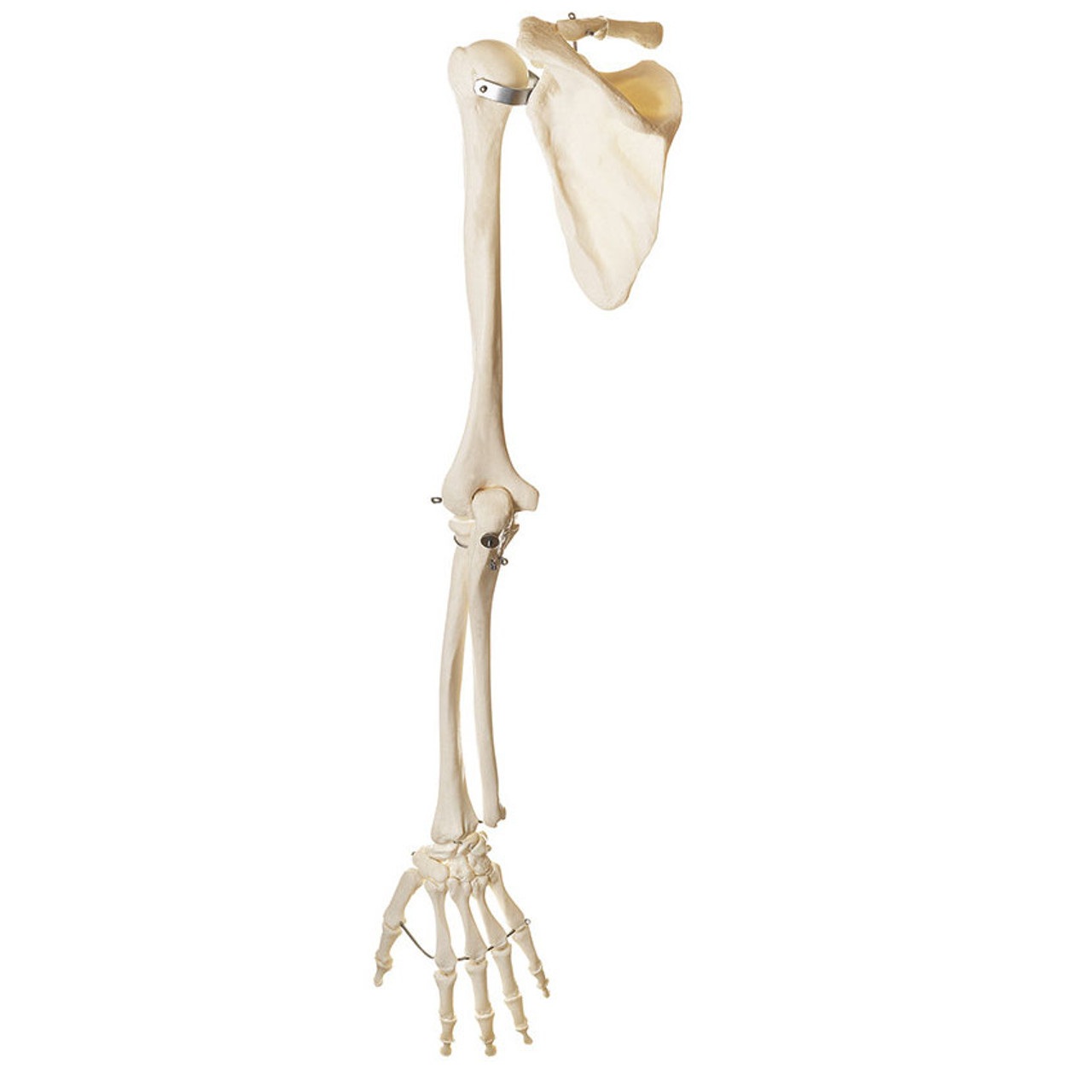 Skeleton of the Arm with Shoulder Girdle