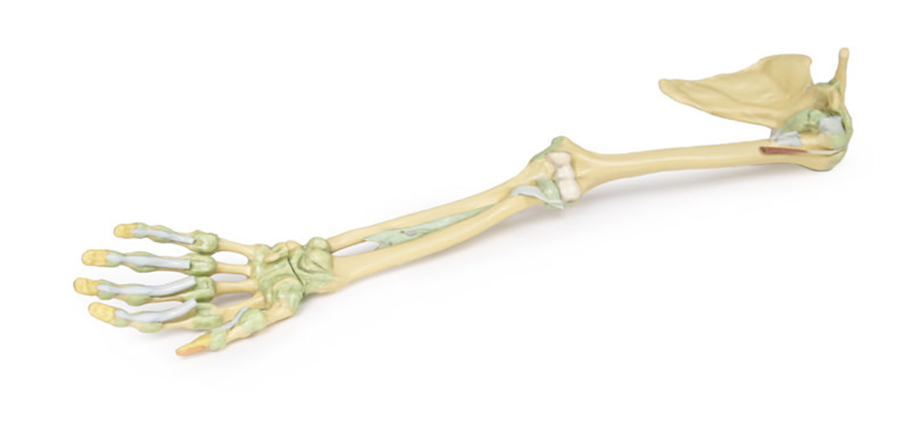 Skeleton of the Arm with Shoulder Girdle, Bone Models, Upper Extremities, Extremities, Anatomical SOMSO® models