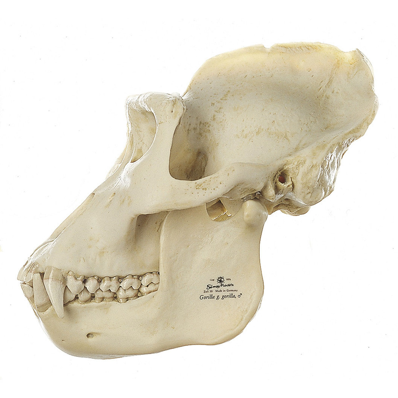 Gorilla Skull