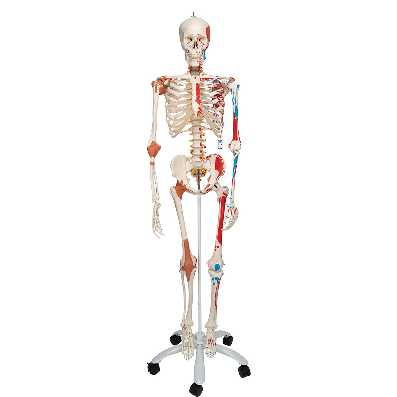 Le squelette humain - 1001630 - VR2113L - Skeletal System - 3B Scientific