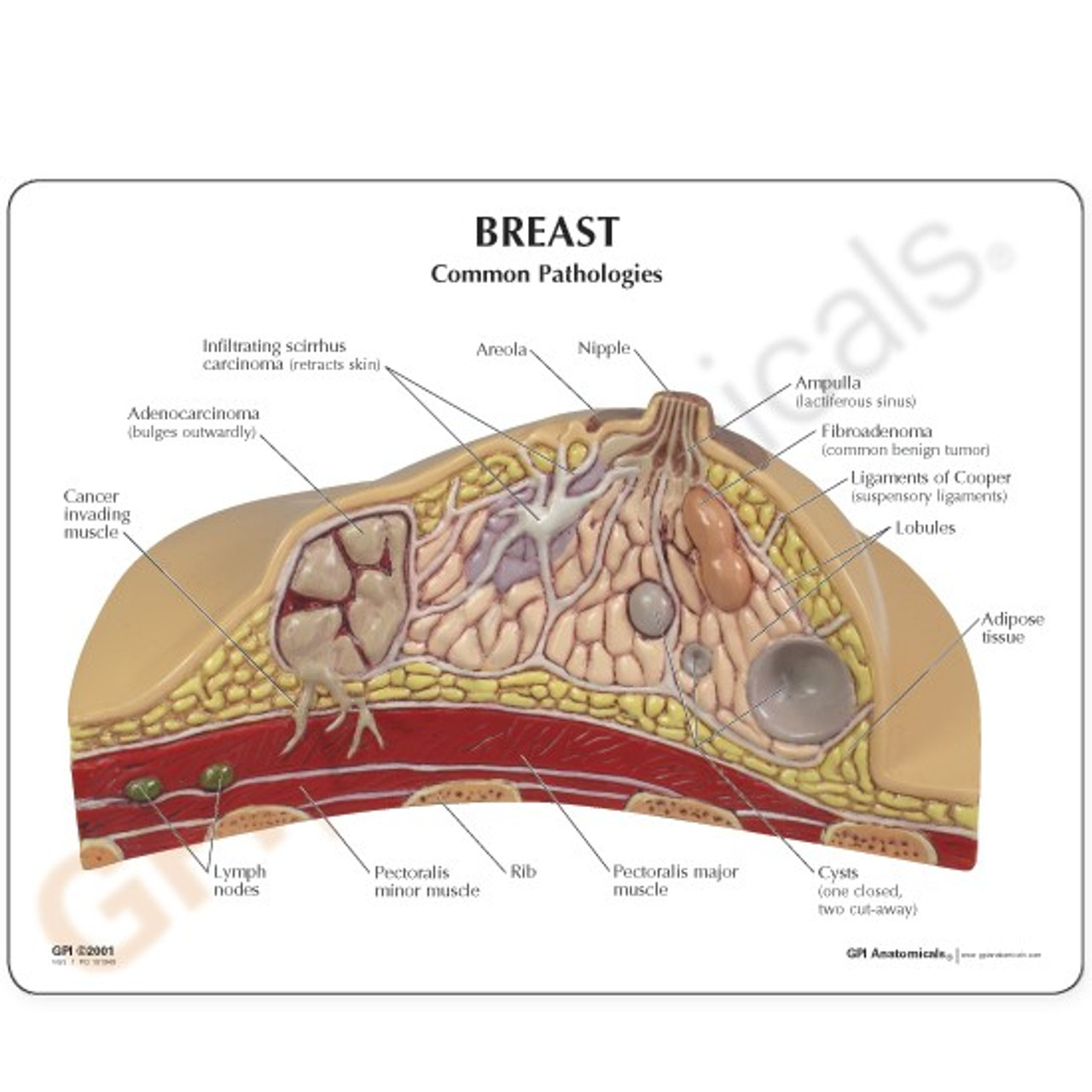 Anatomy of Breast »  - BCNP