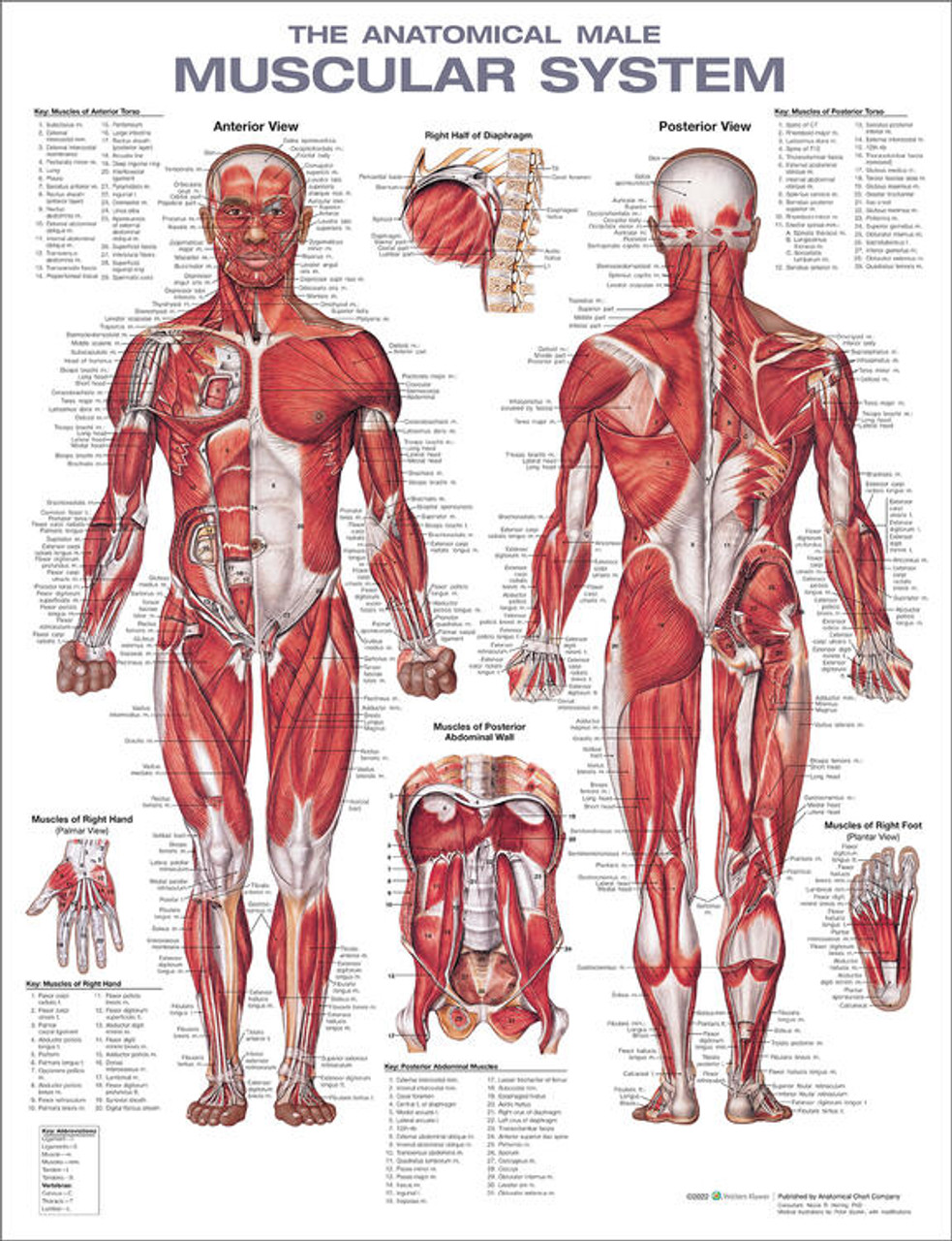 Poster anatomie vintage  Vintage posters, Human muscle anatomy