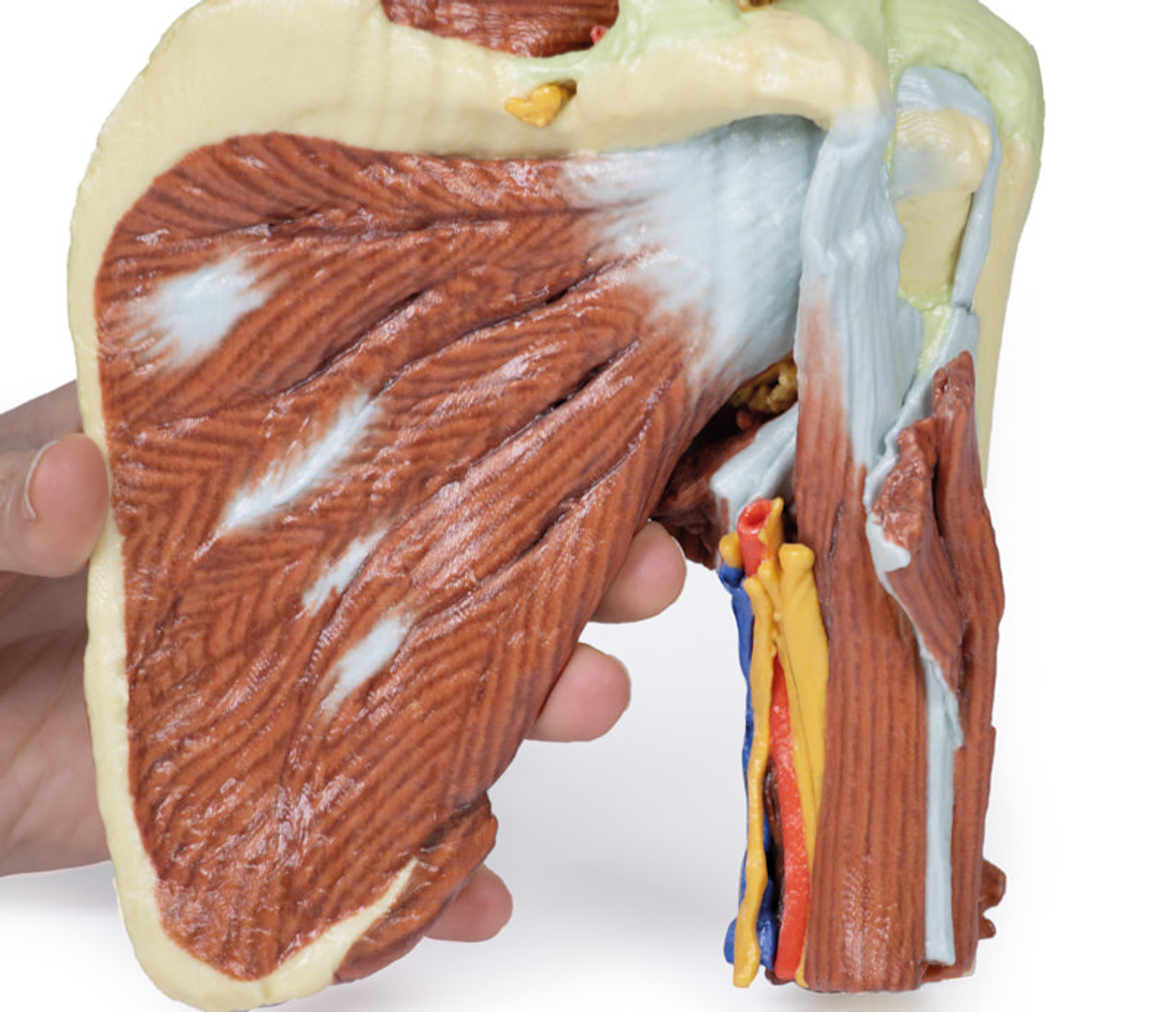 shoulder anatomy nerves