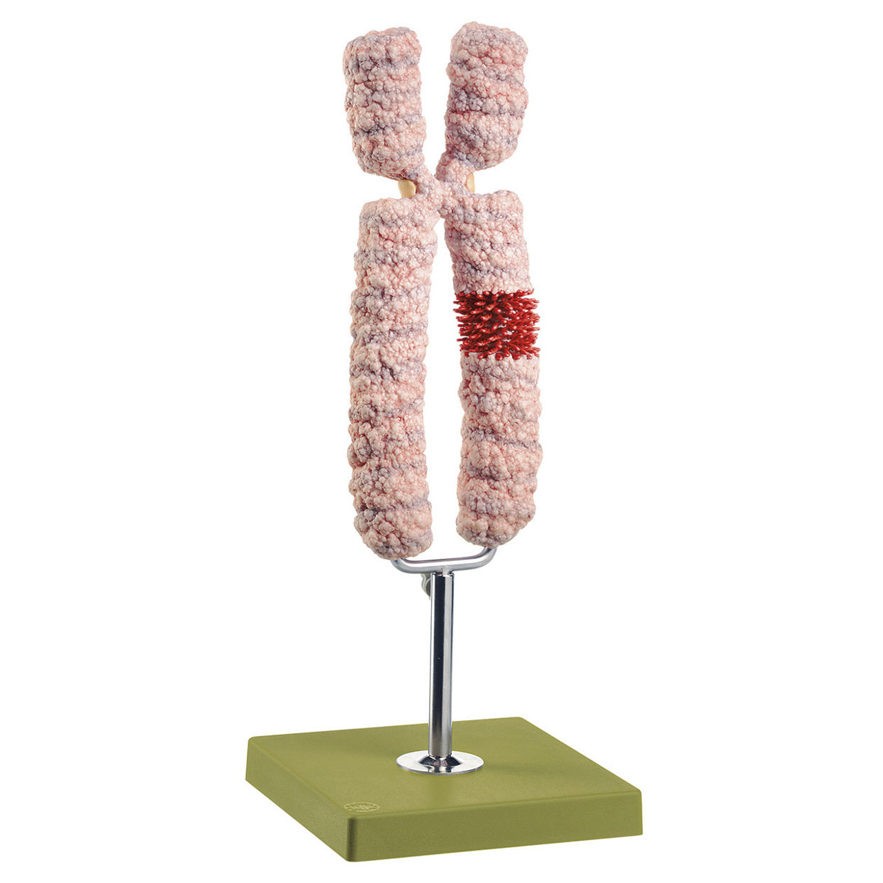 Chromosome model