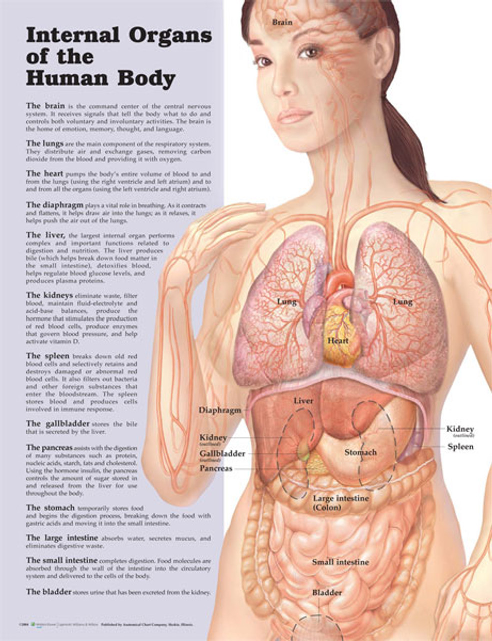 human body organs diagram simple