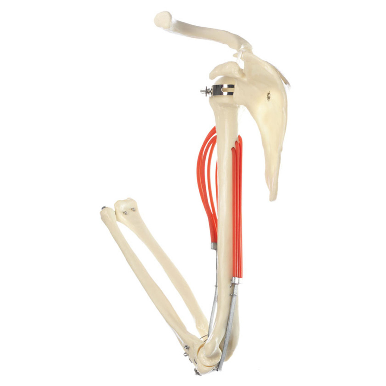 Skeleton of the Arm with Shoulder Girdle, Bone Models, Upper Extremities, Extremities, Anatomical SOMSO® models