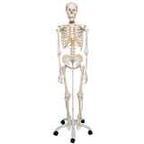 Stan - Standard Skeleton Model - anterior view