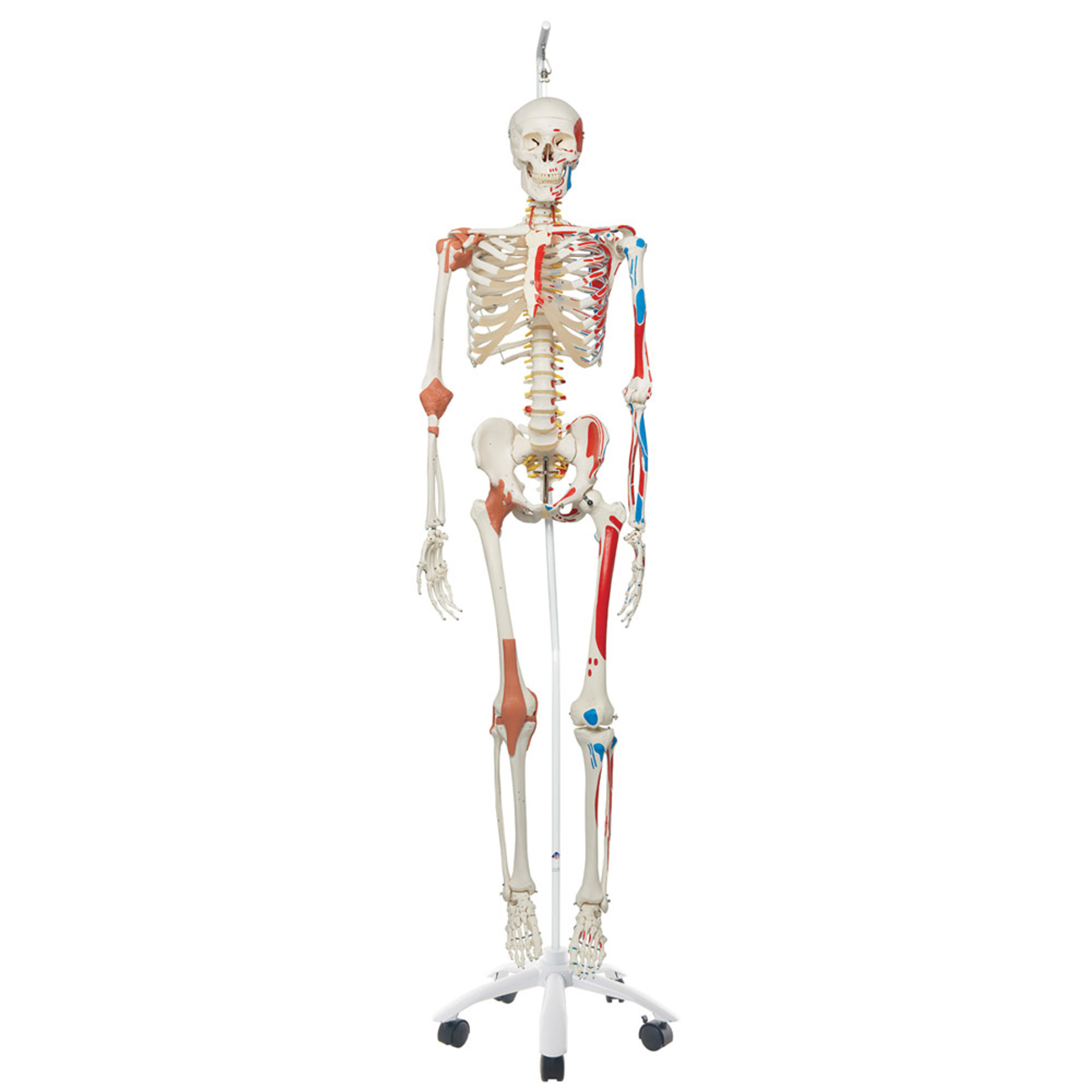 Internal Organs of the Human Body Anatomical Chart