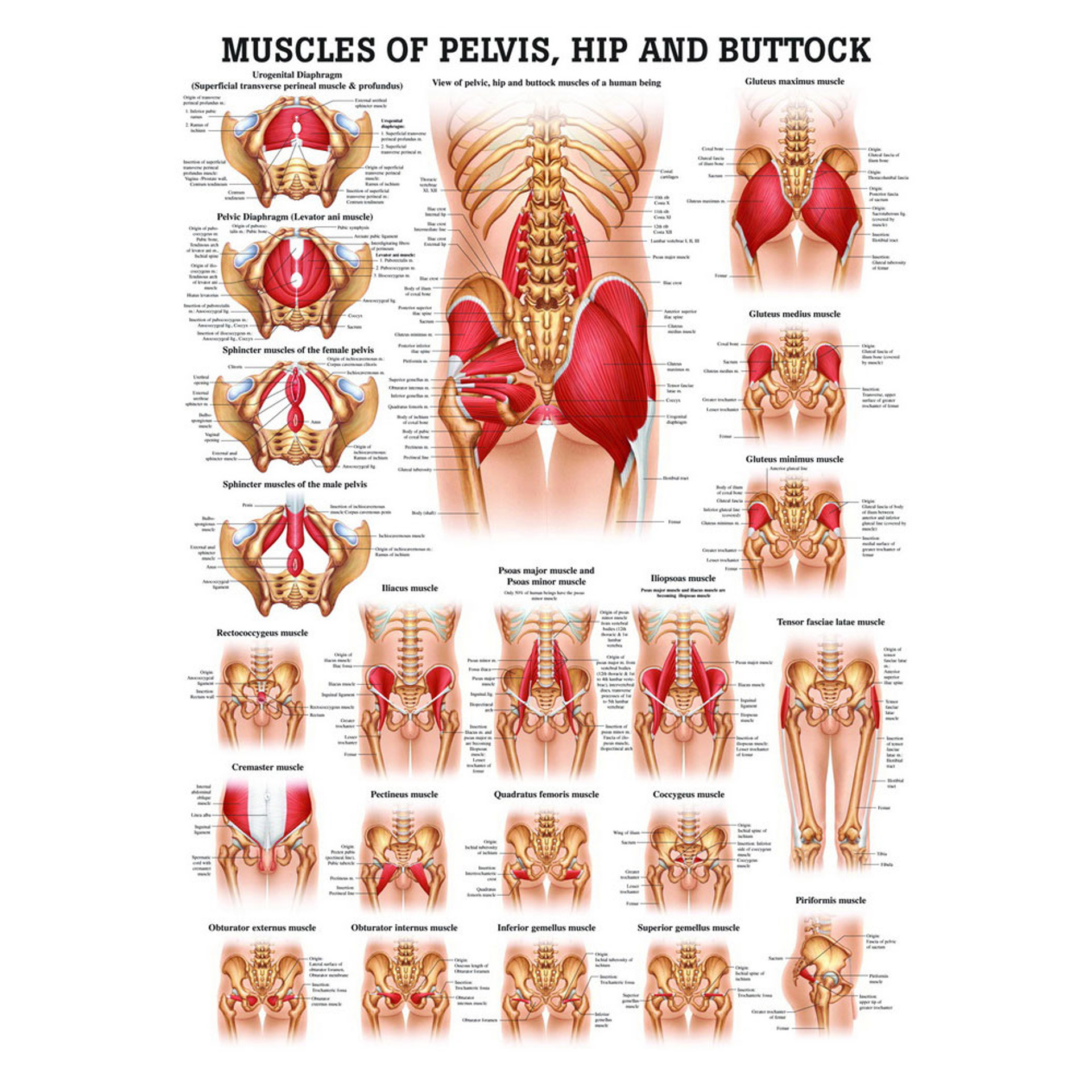 Muscles Of The Pelvis Hip And Buttock Rudiger Anatomie 2281