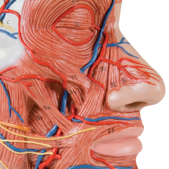 Half Head with Musculature | 3B Scientific C14