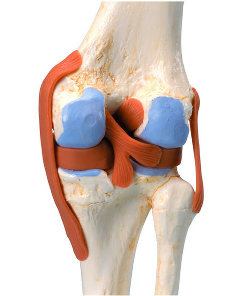 Deluxe Functional Knee Joint | 3B Scientific A82/1