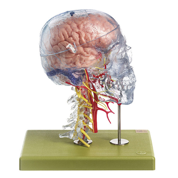 Neuroanatomy Head Model Somso Qs 65/7