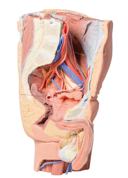 Male left pelvis and proximal thigh - 3D Printed Cadaver