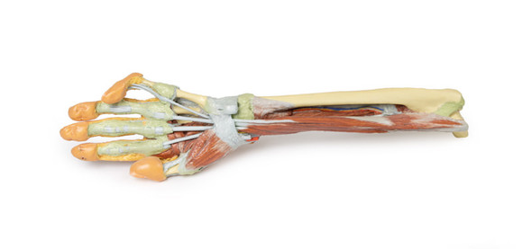 Forearm and hand - deep dissection - 3D Printed Cadaver