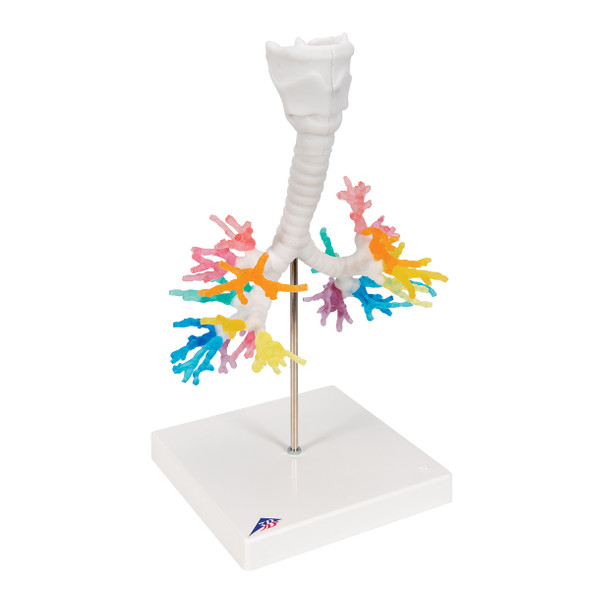 CT Bronchial Tree with Larynx | 3B Scientific G23